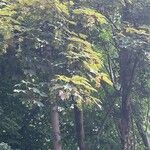 Acer macrophyllum Листок