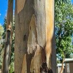 Eucalyptus camaldulensis Bark