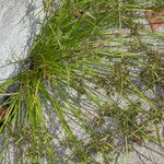 Cyperus fuscus Συνήθη χαρακτηριστικά