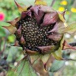 Helianthus giganteus പുഷ്പം