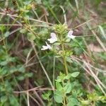 Thymus piperella 花