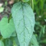 Prunella vulgaris Ліст