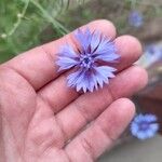 Cyanus segetum फूल