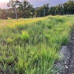 Bothriochloa bladhii Habit