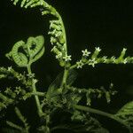 Heliotropium ulei Flower