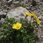 Geum reptansFlower