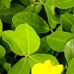 Arachis pintoi Fuelha