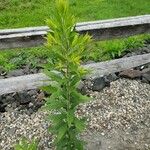 Solidago rugosa Hábito