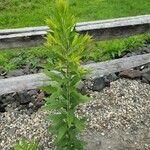 Solidago rugosa Celota