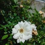 Rosa sempervirens Blomst