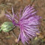 Mantisalca salmantica Flower