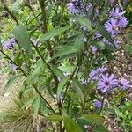 Symphyotrichum cordifoliumLiść