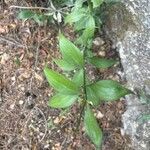 Ruscus hypophyllum Blatt