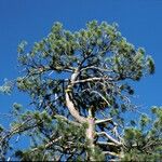 Pinus ponderosa Habitatea