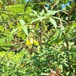 Jasminum odoratissimum Leaf