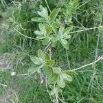 Elaeagnus angustifolia পাতা