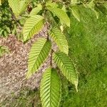 Carpinus japonica ഇല