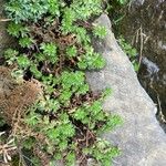 Saxifraga praetermissa Habit