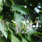 Capparis micracantha Flor