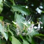 Capparis micracantha Floro