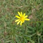 Senecio madagascariensis Blomst