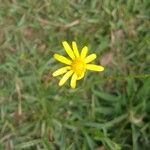 Senecio madagascariensis Flor