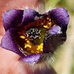Pulsatilla montana Flower