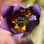 Pulsatilla montana Bloem