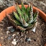 Haworthia fasciataFolha