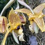 Stanhopea wardii Кветка