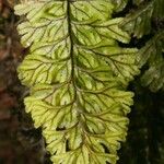 Hymenophyllum dimidiatum Foglia