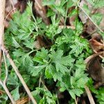Artemisia princeps Листок