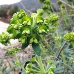 Euphorbia characias Квітка