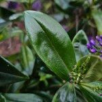 Veronica × andersonii Blatt