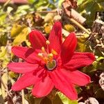 Passiflora manicata Blüte