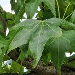 Liquidambar formosana Φύλλο