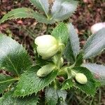 Helleborus argutifolius Folla