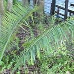 Encephalartos villosus Folha