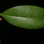 Eugenia herrerae Leaf