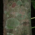 Cinnamomum burmanni Bark