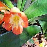 Clivia × cyrtanthiflora Flor