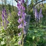 Aconitum septentrionale Květ