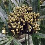 Osmoxylon lineare Lorea