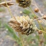 Phalaris canariensis Flower