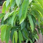Annona reticulata Hoja