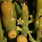 Thesium subsucculentum Frucht