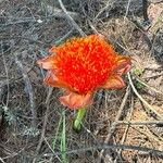 Scadoxus puniceus Lorea