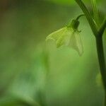 Physalis angulata Flor