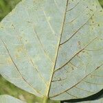 Erythrina globocalyx Lapas