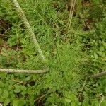 Equisetum sylvaticum Foglia